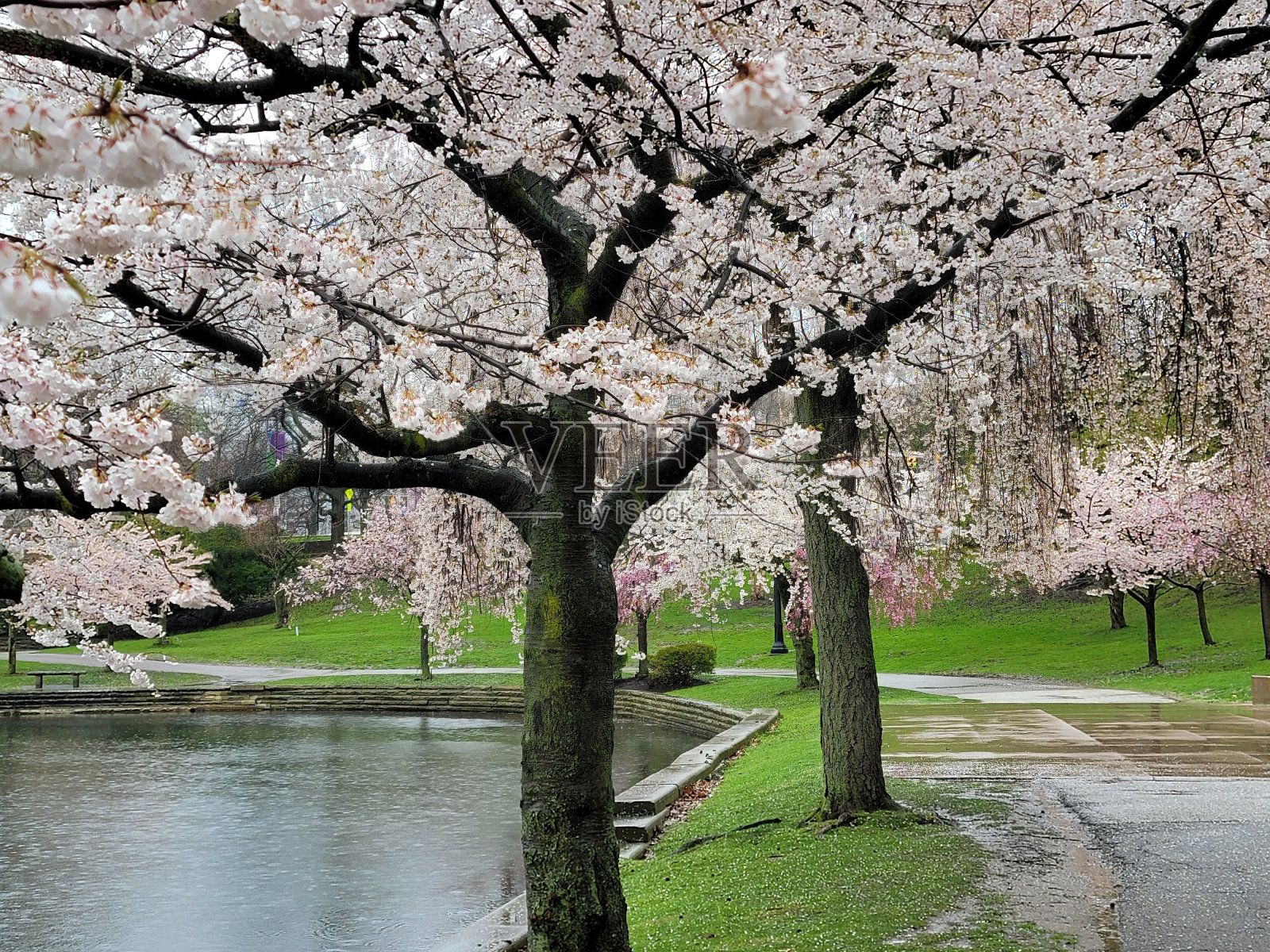樱花树沿着小路照片摄影图片