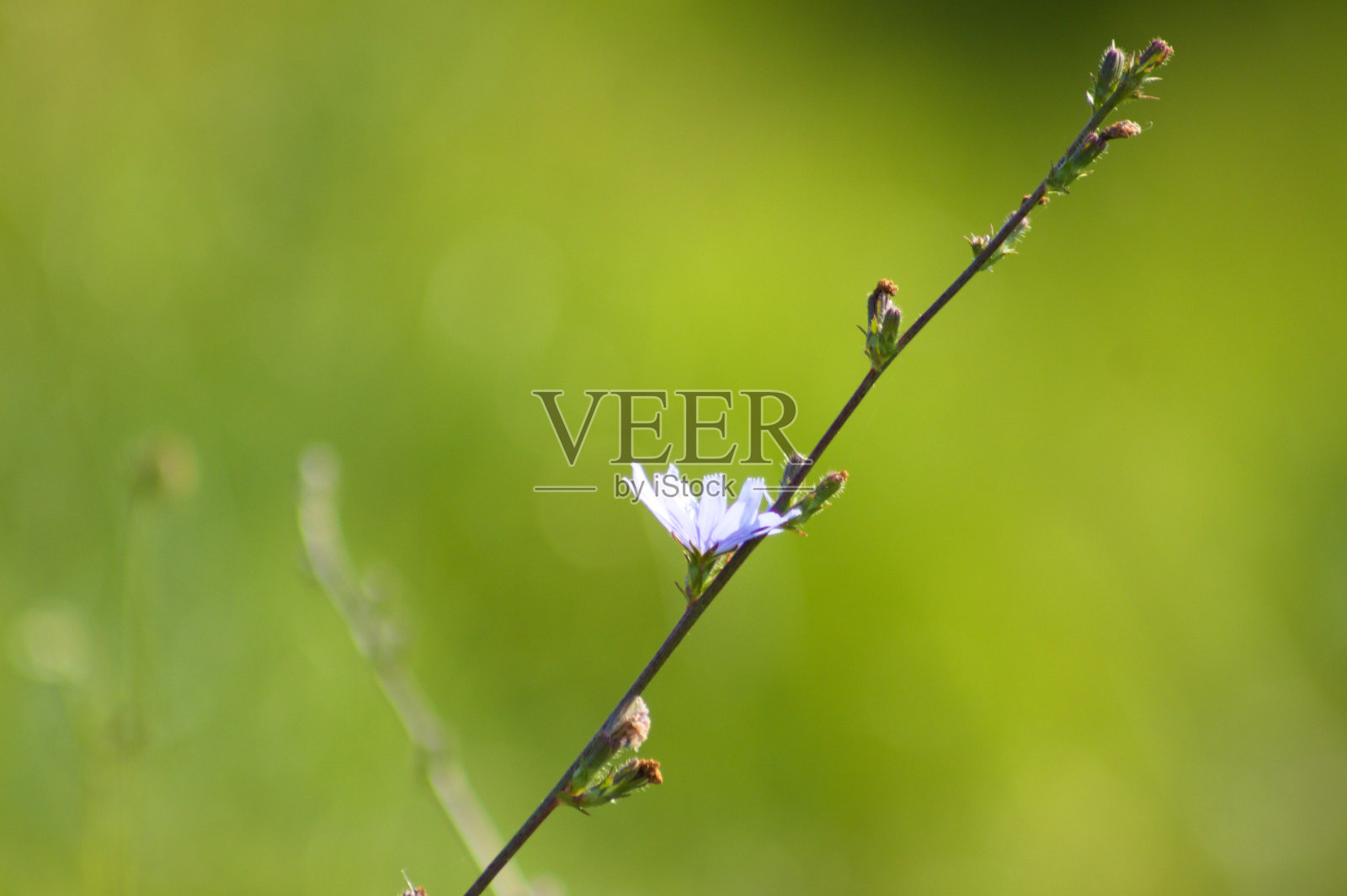 蓝色普通菊苣花的特写与生动的绿色模糊的背景照片摄影图片