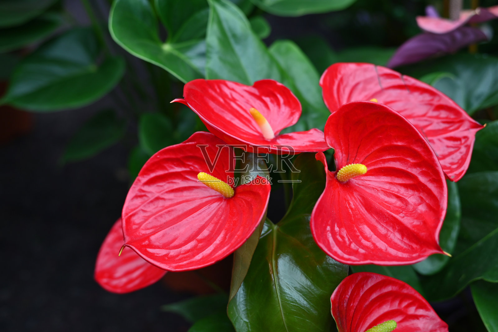 红掌是一种心形的红色花。深绿色的叶子作为背景,使花朵显得很漂亮。照片摄影图片