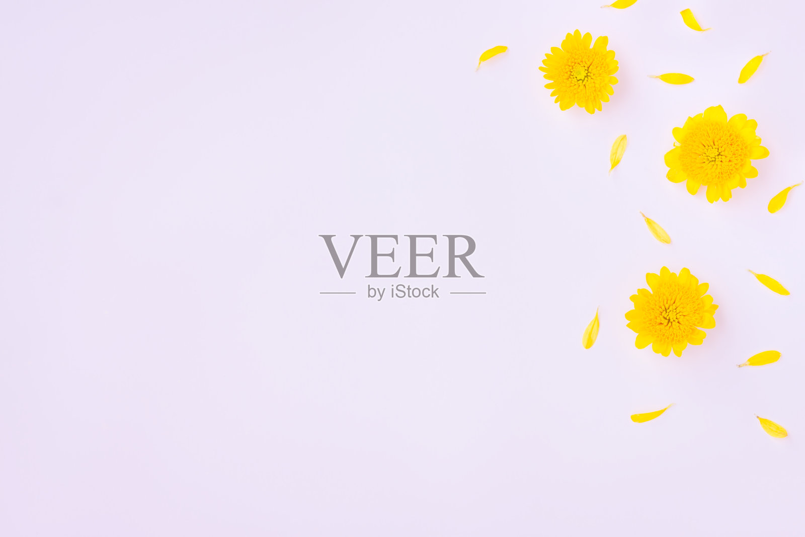 黄色菊花花和花瓣在粉红色的背景照片摄影图片