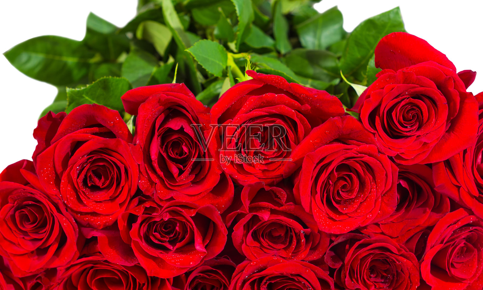 红玫瑰花束在白色的背景照片摄影图片