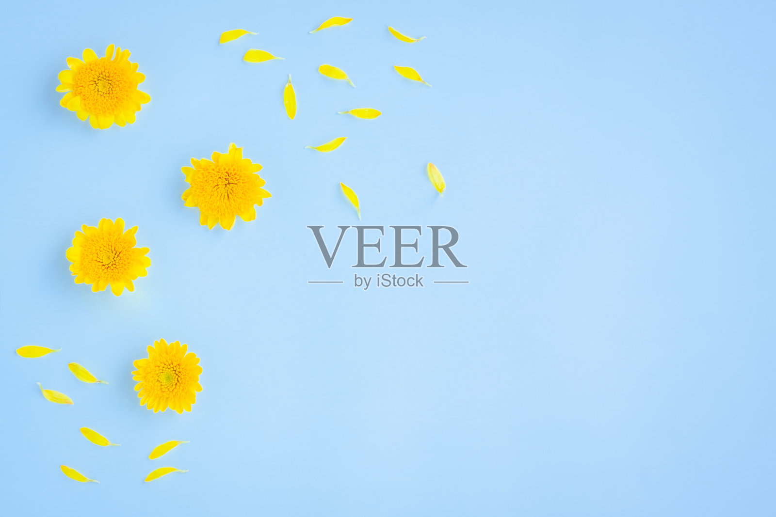 黄色菊花和花瓣在蓝色的背景照片摄影图片