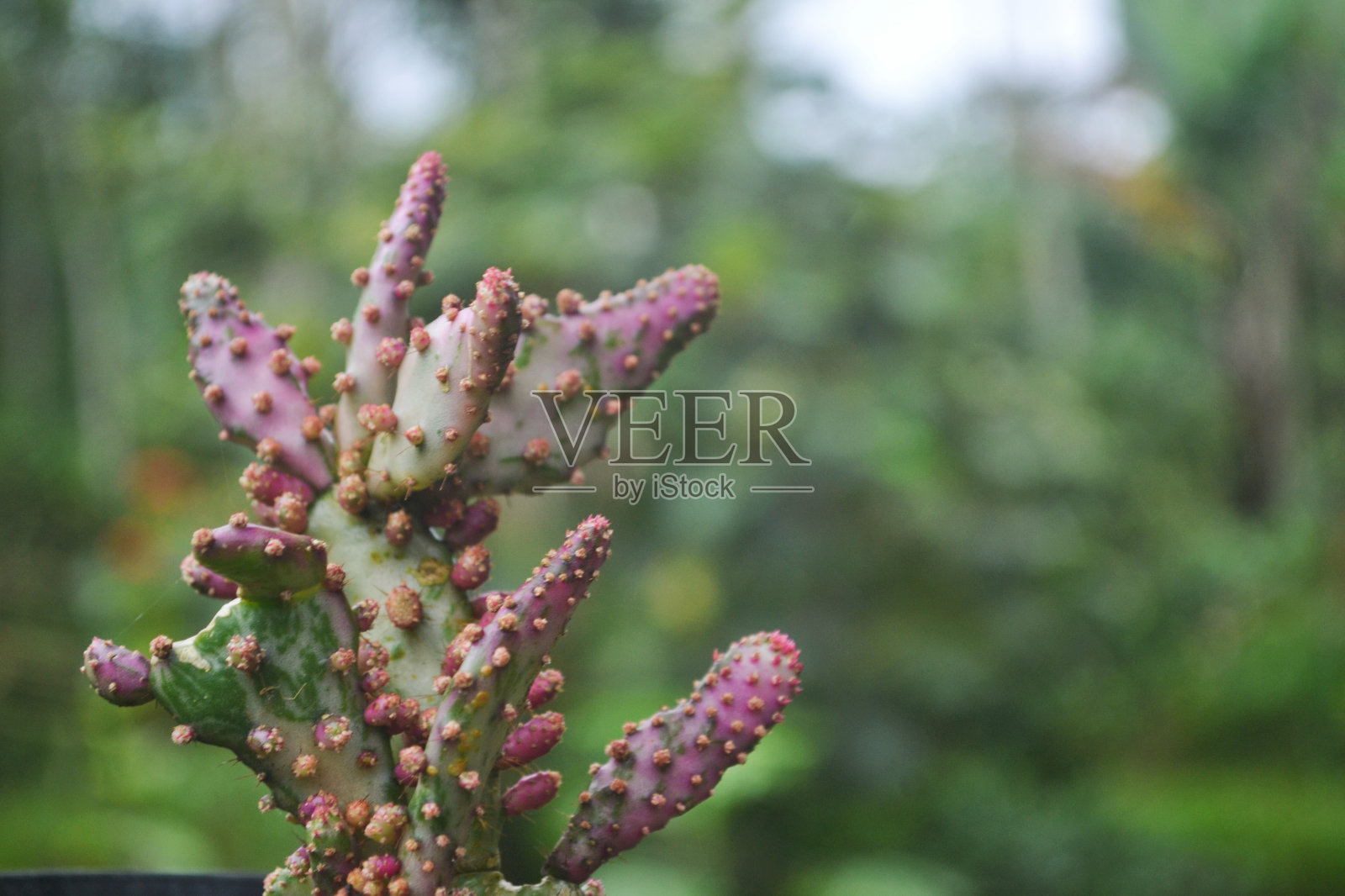 热带仙人掌照片摄影图片