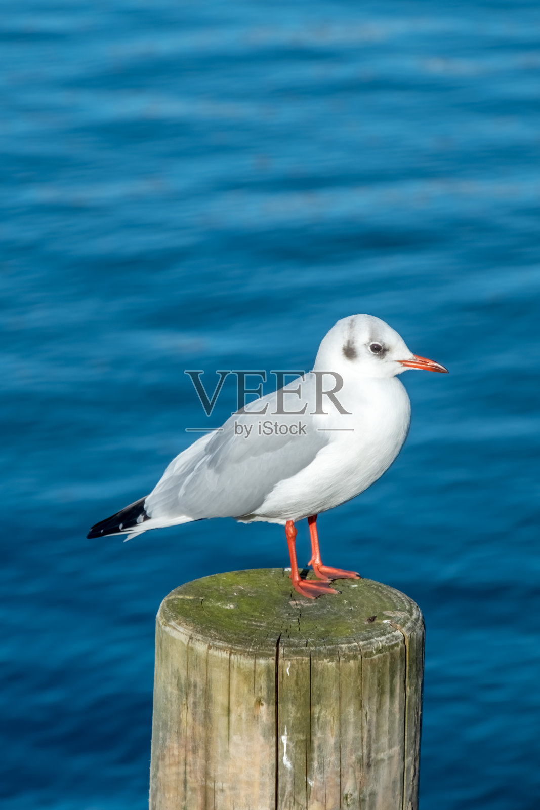 海鸥照片摄影图片