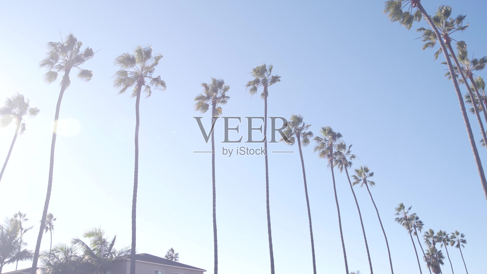 洛杉矶附近街道上的一排排棕榈树,加州海岸,海滩度假。照片摄影图片