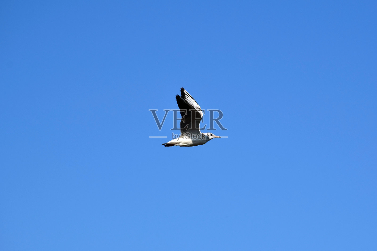 一只海鸥在湛蓝的天空中飞翔。侧视图照片摄影图片