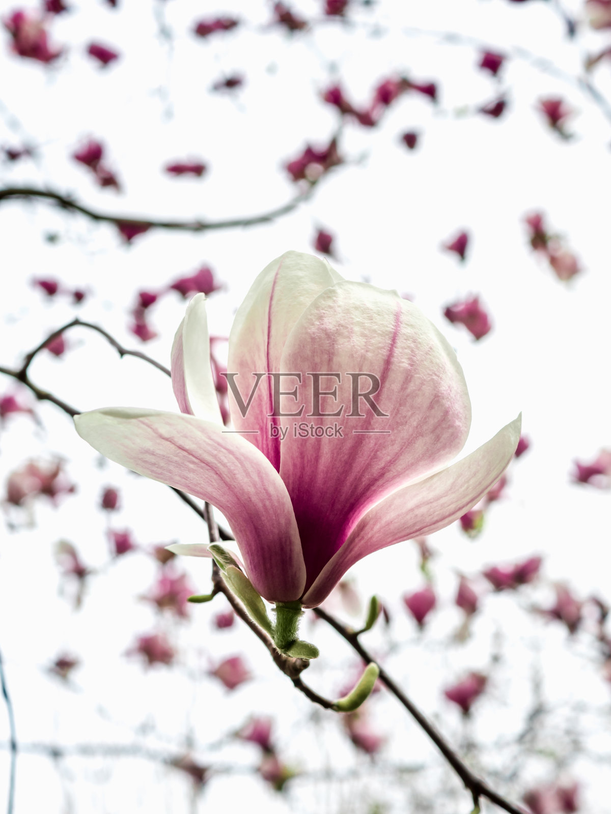 粉红色的木兰花照片摄影图片