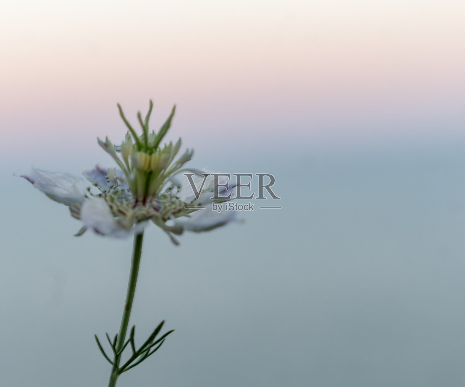 花照片摄影图片