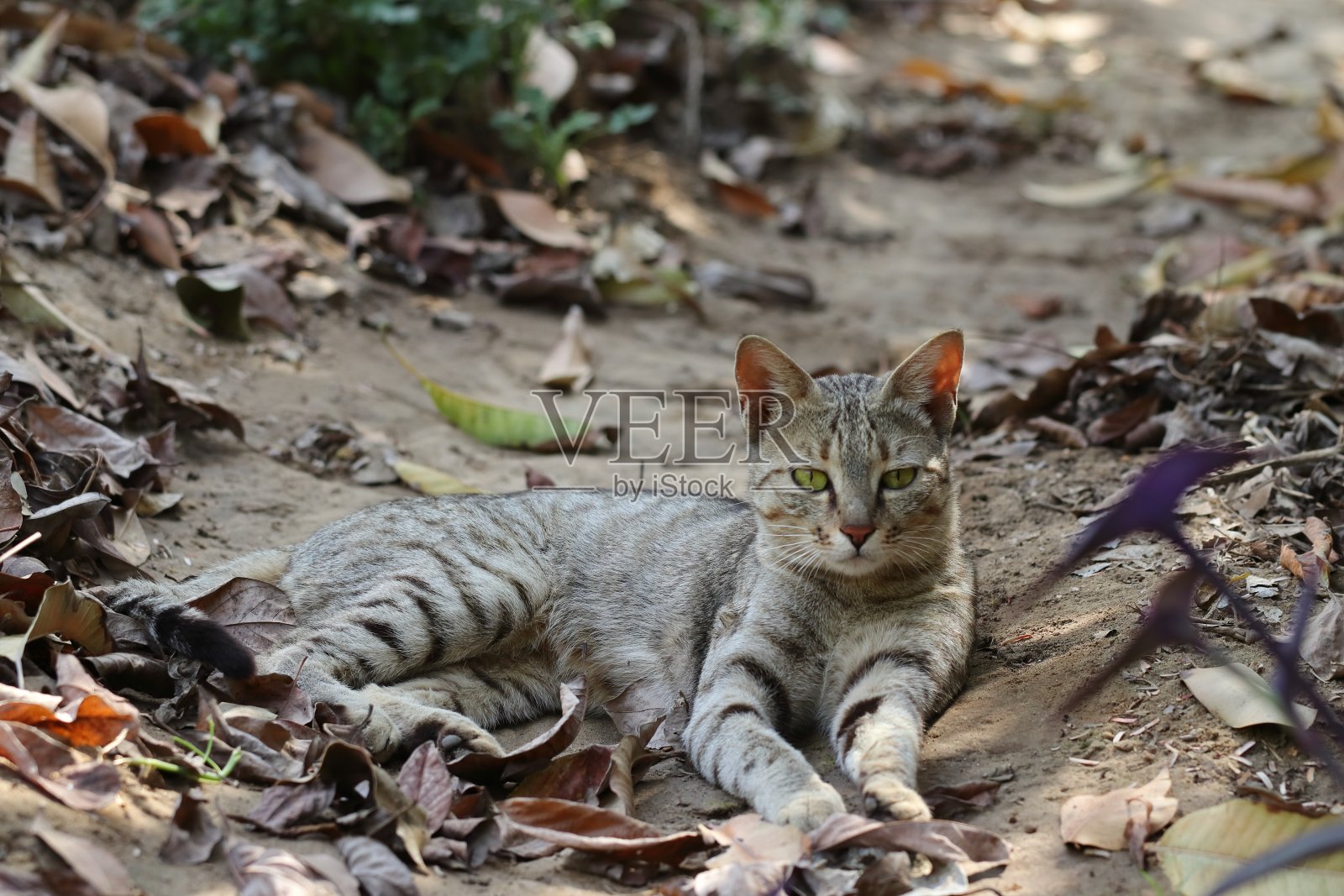 秋天,一只小灰虎斑猫宝宝躺在花园里看着相机照片摄影图片