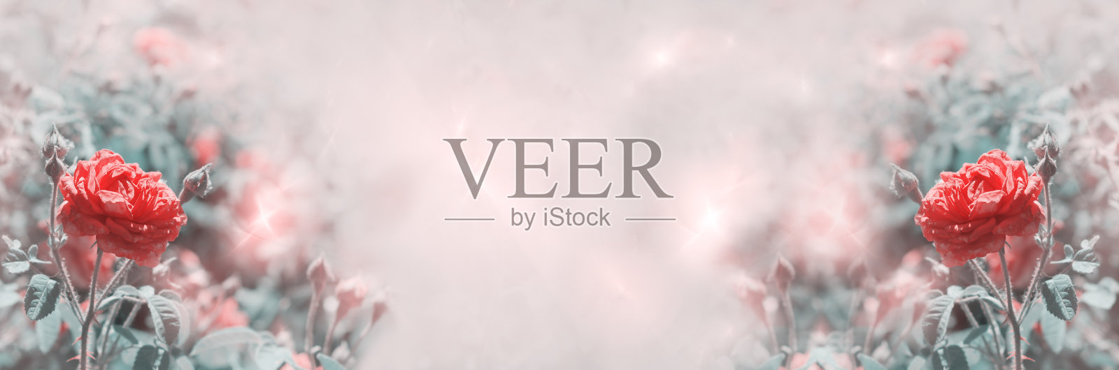 无焦点,宽屏彩色背景与玫瑰。有选择性的重点,横幅照片摄影图片