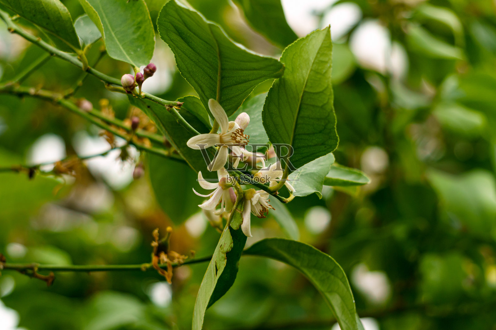 在温室的一棵树上盛开的柠檬花。照片摄影图片