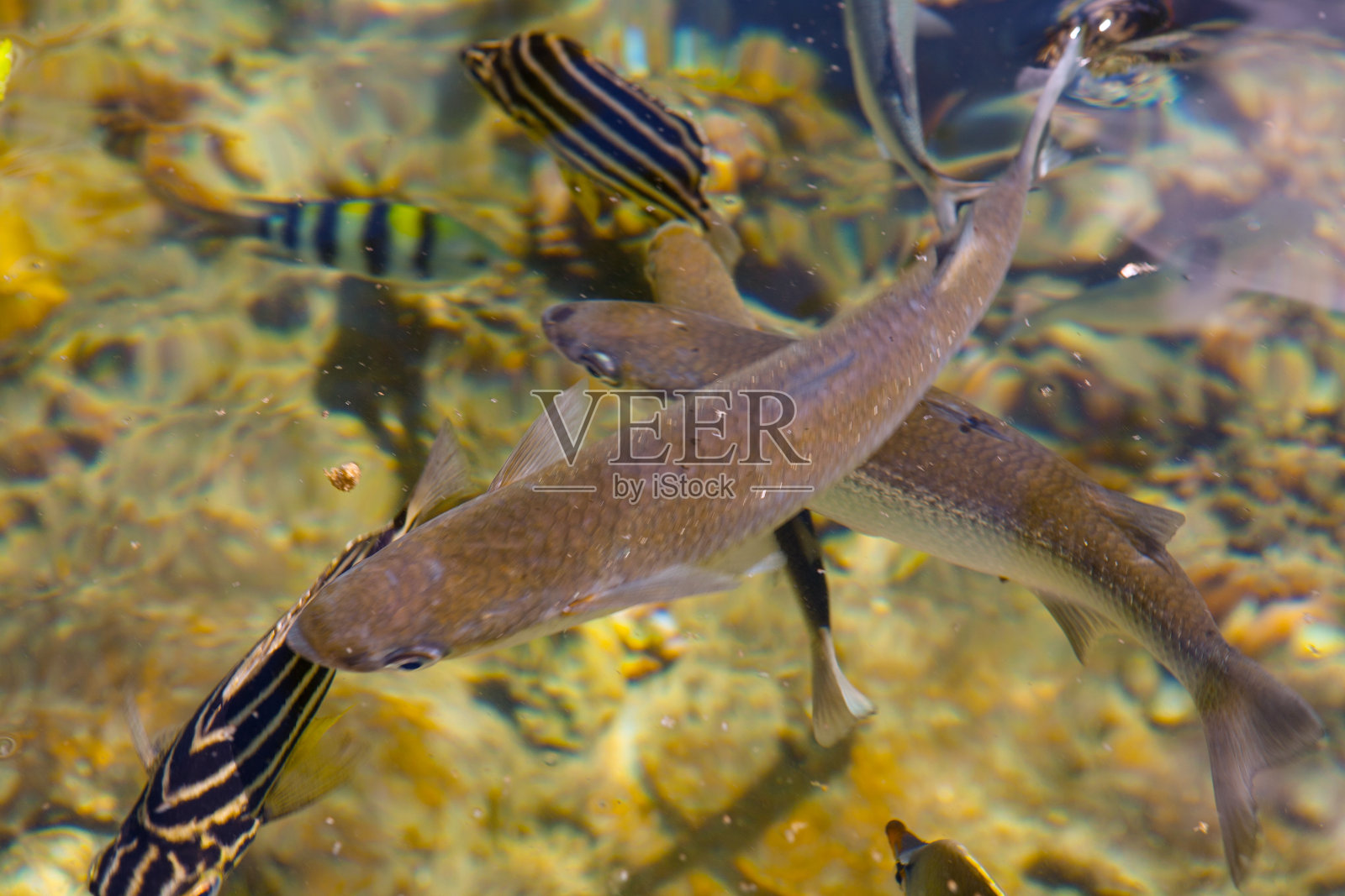 四个鱼照片摄影图片