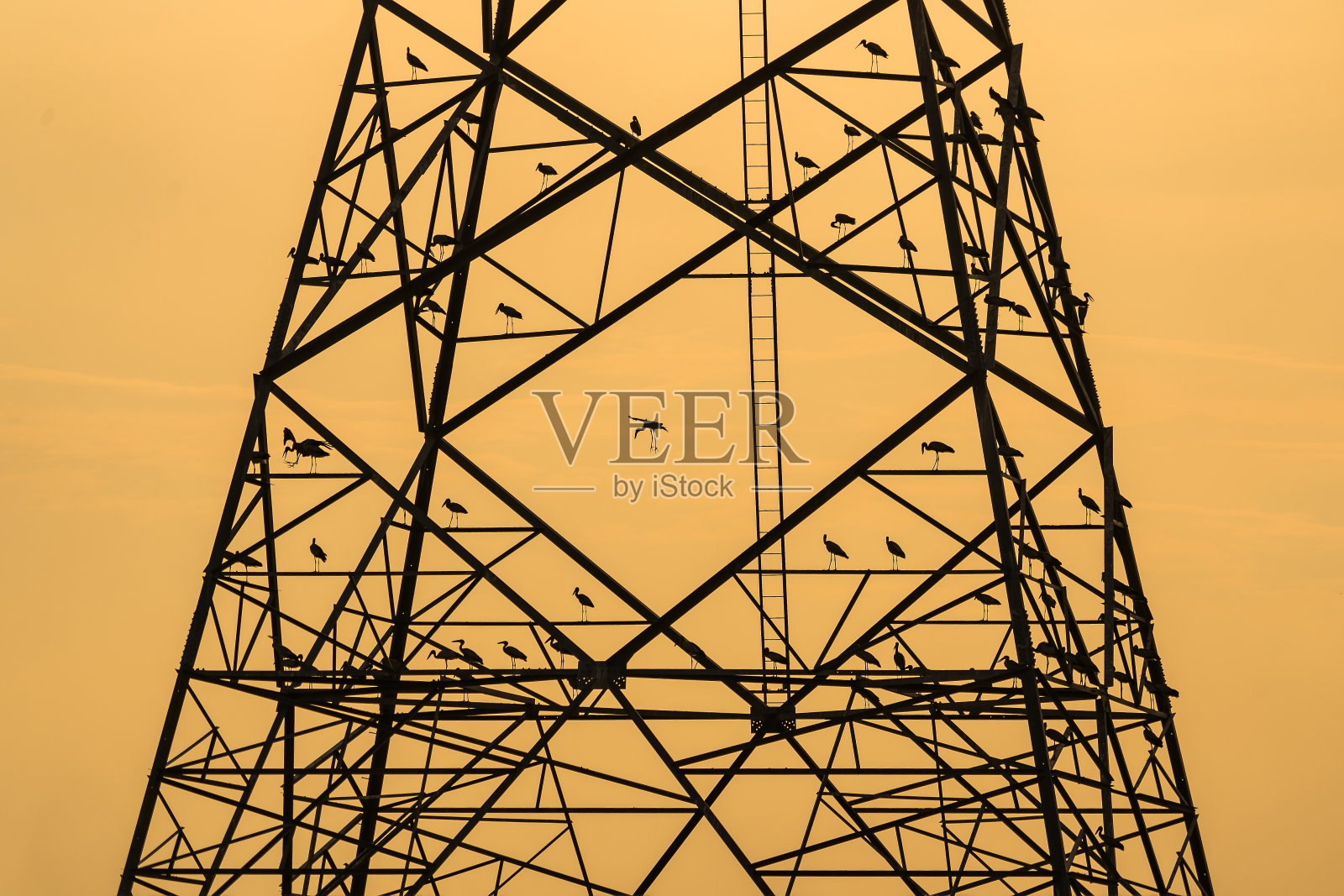 鸟栖息在高压柱的剪影,高压塔天空日落的背景。照片摄影图片