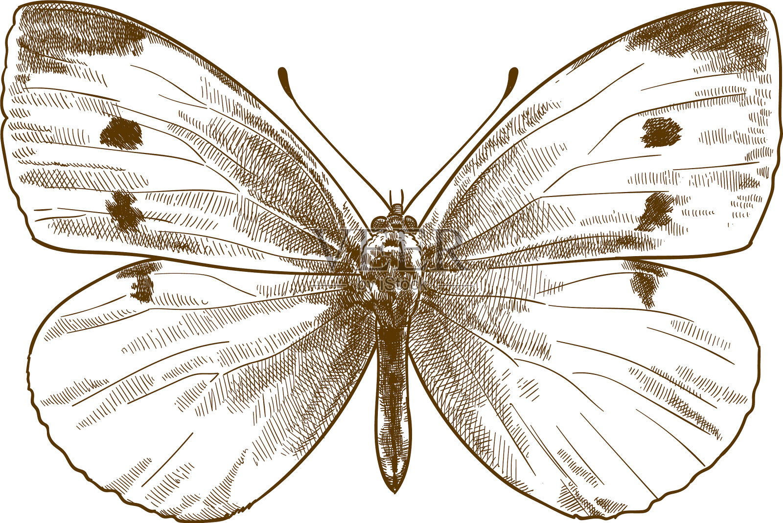 雕刻仿古小白蝴蝶设计元素图片