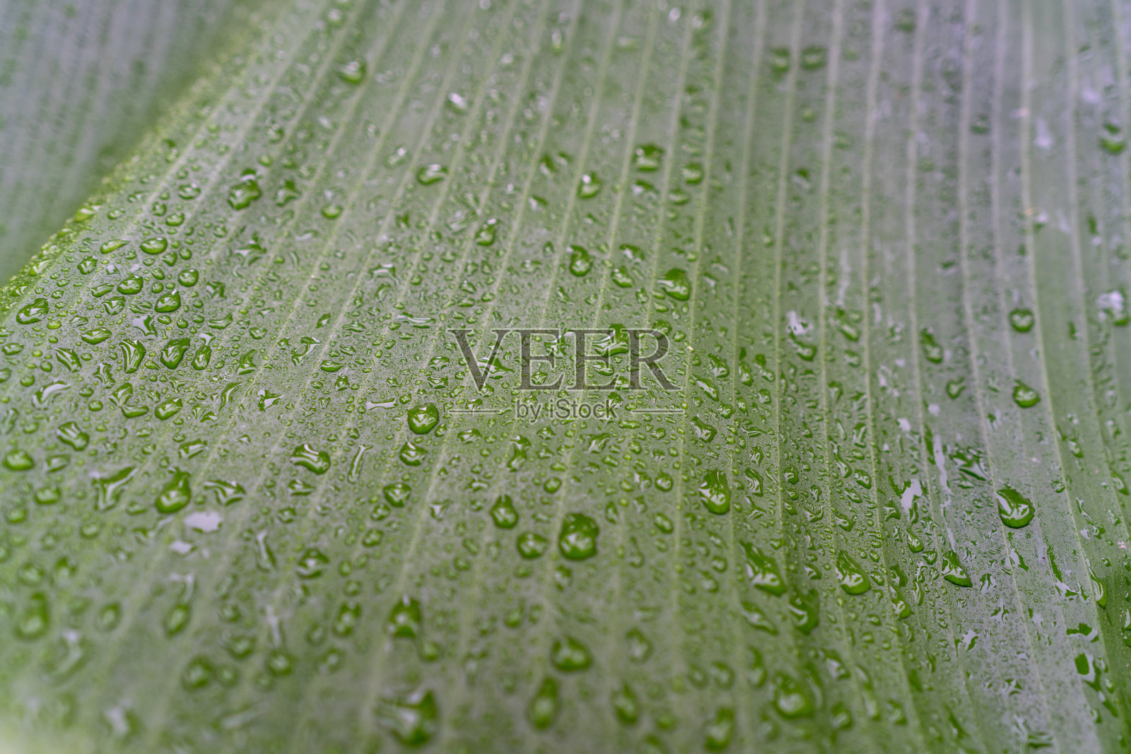 雨后芭蕉叶上有水滴照片摄影图片