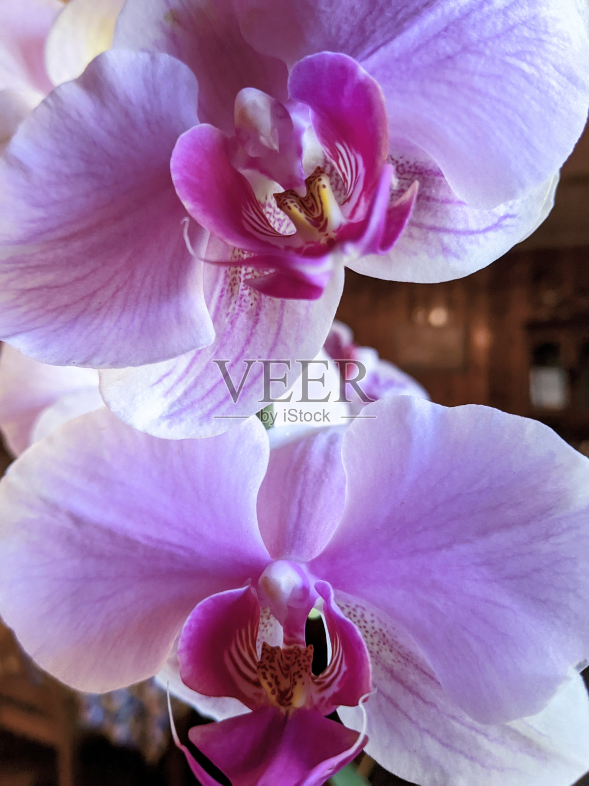 兰花照片摄影图片