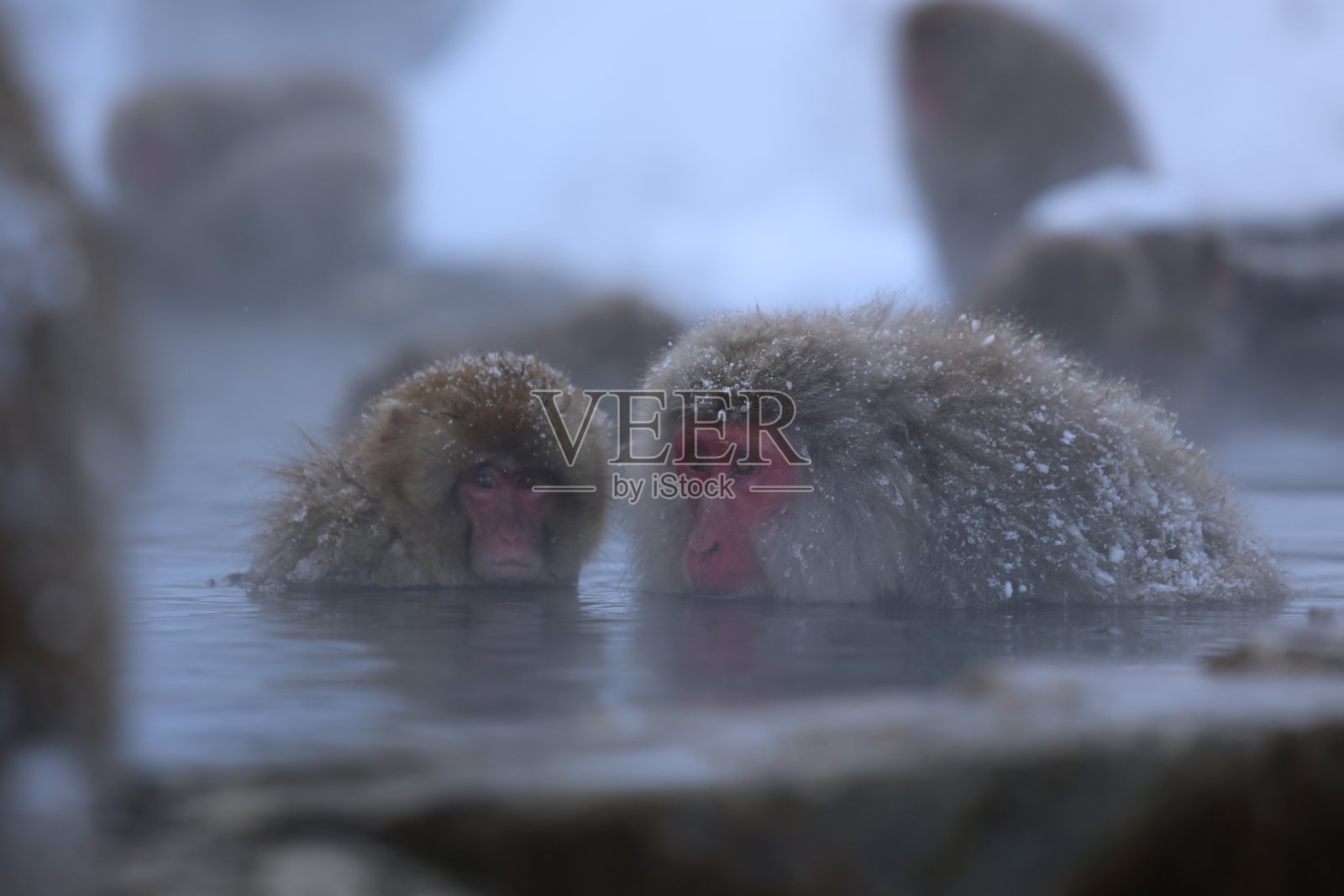 2021年日本动物照片摄影图片