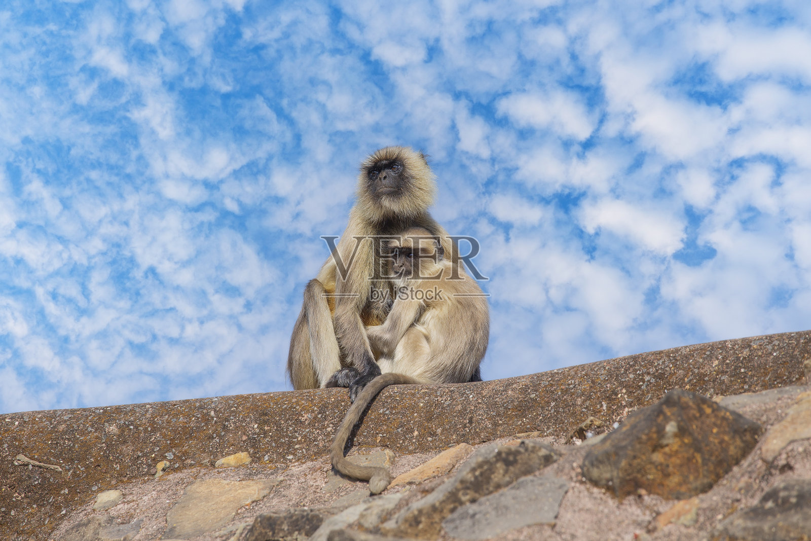 印度加德满都的叶猴家族照片摄影图片