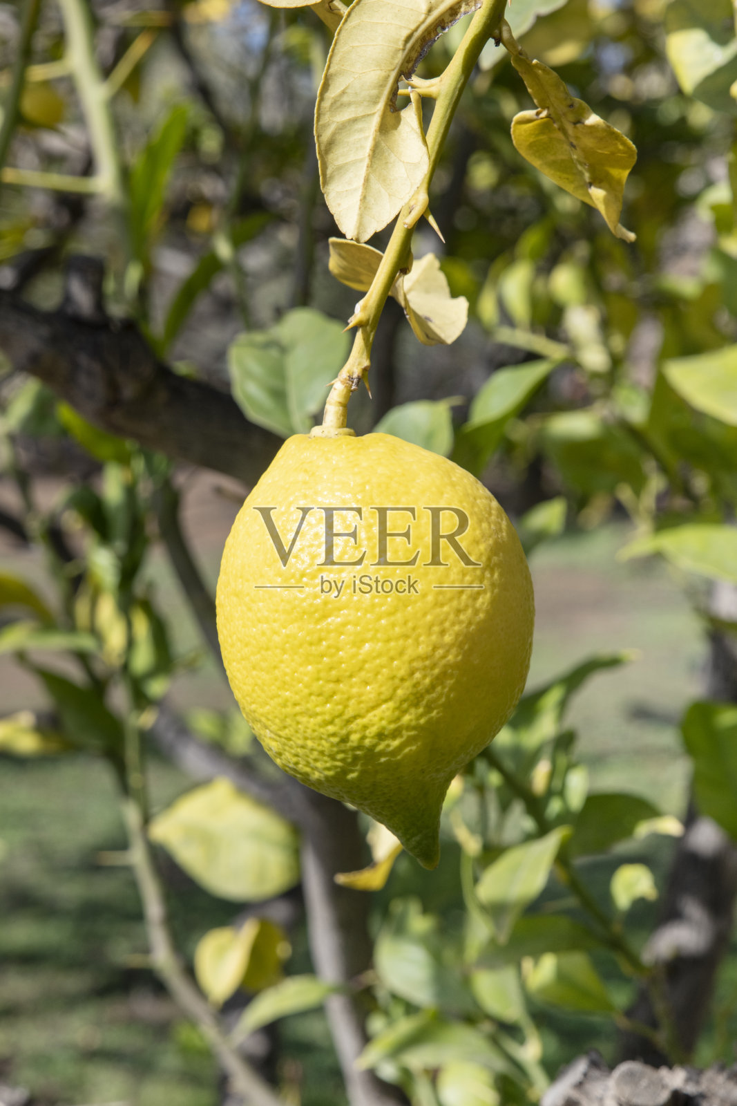 成熟的柠檬挂在树上,可食用柑橘的细节自然生长在一个大柠檬林照片摄影图片