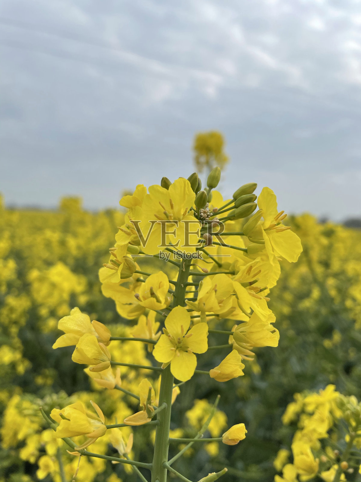 油菜籽蓝天白云美丽照片摄影图片