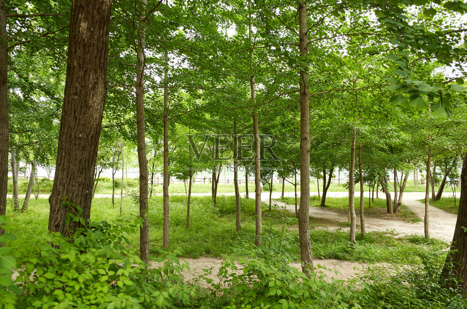 森林照片摄影图片