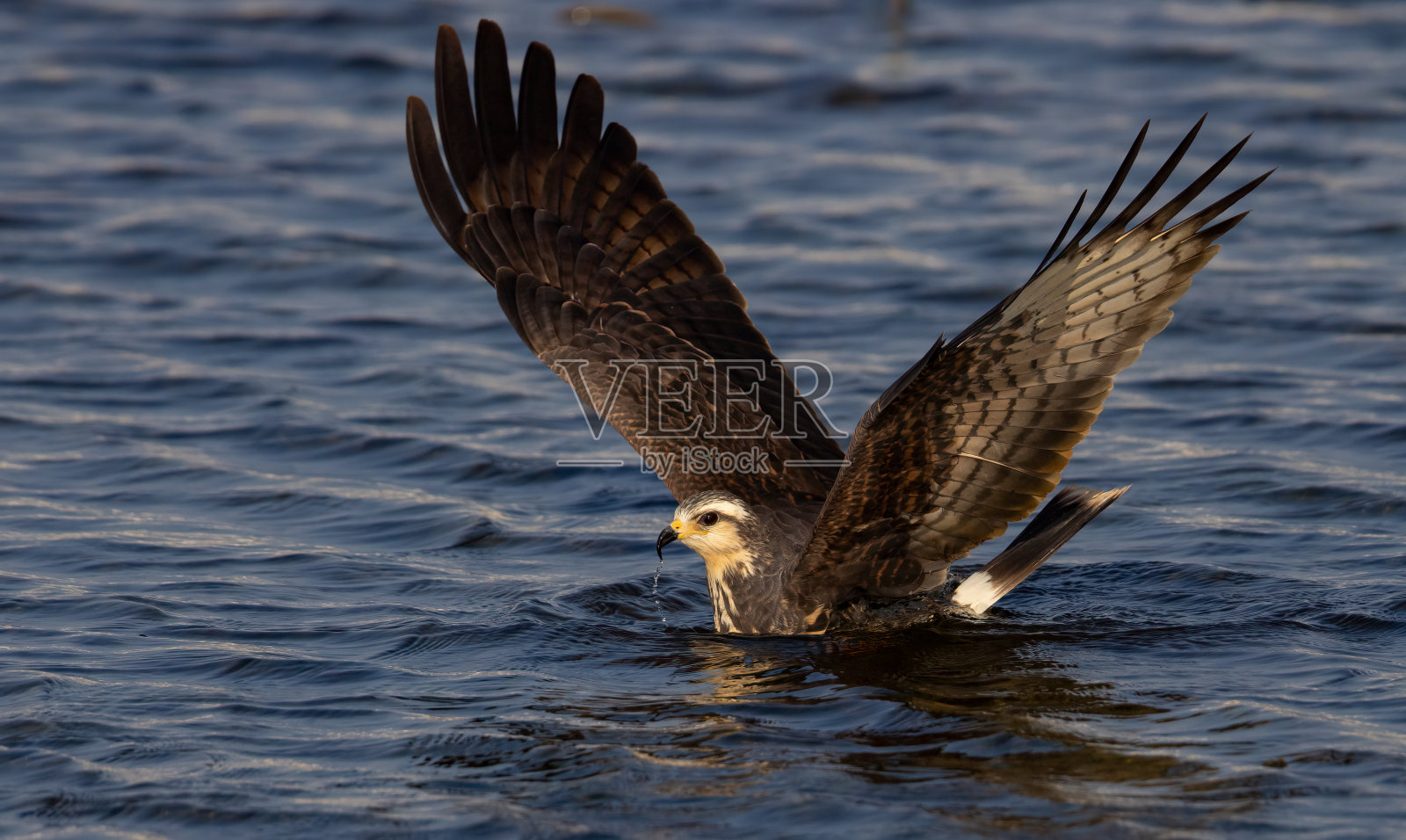 佛罗里达的一只蜗牛风筝照片摄影图片
