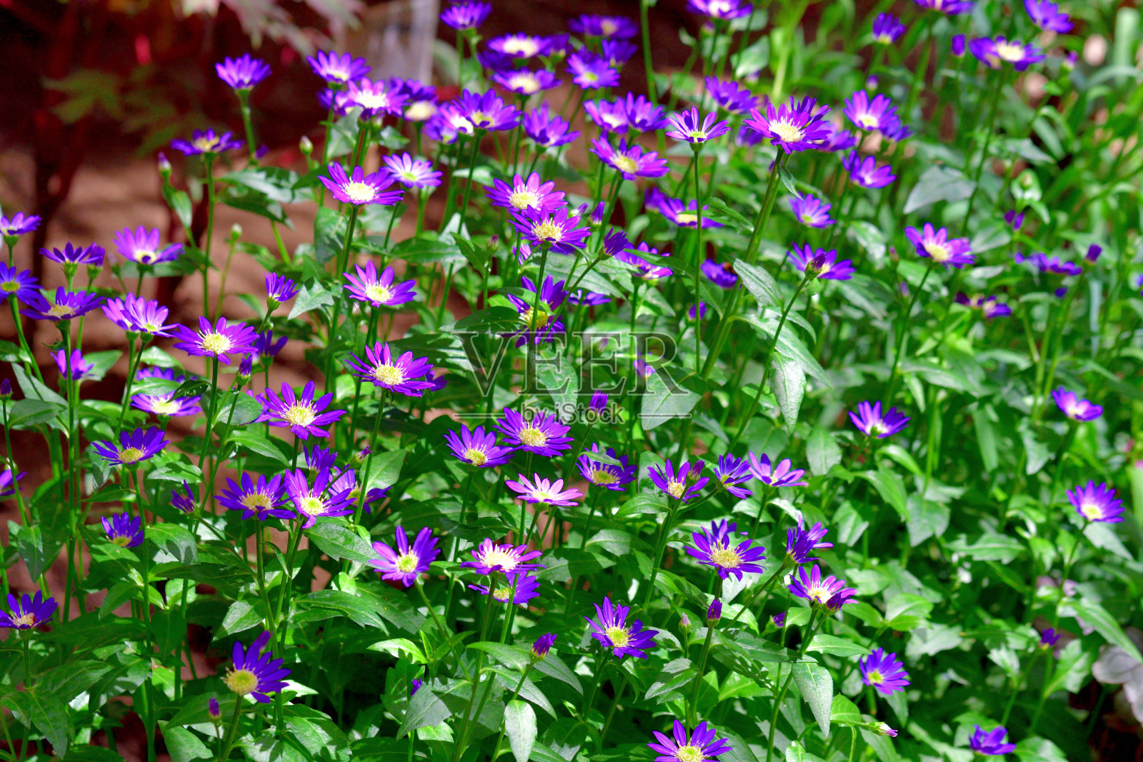 Gymnaster savatieri / Miyakowasure / Edo murasaki报道照片摄影图片