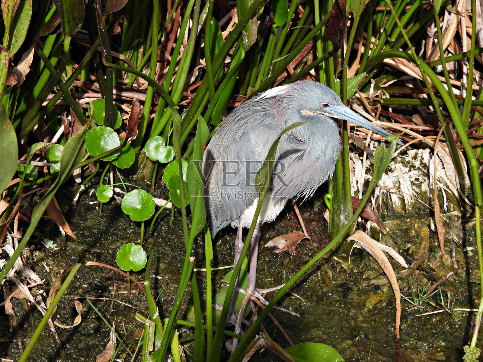 三色苍鹭(白鹭)在湿地休息照片摄影图片