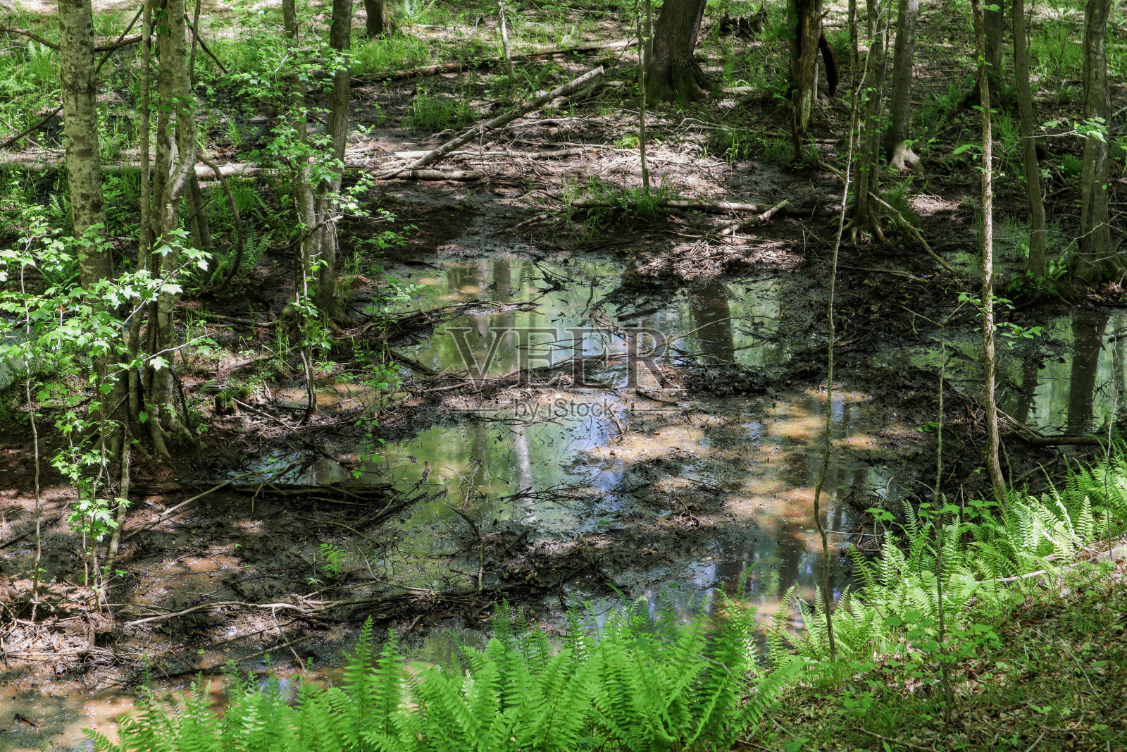 一条绿油油的小溪照片摄影图片