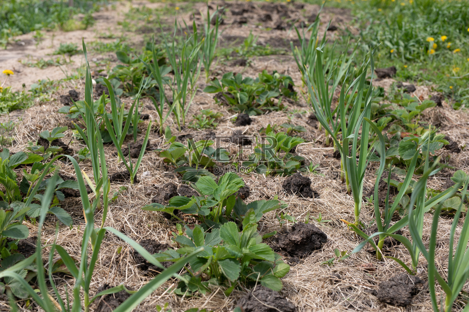 花园里种草莓,还有大蒜和草莓照片摄影图片