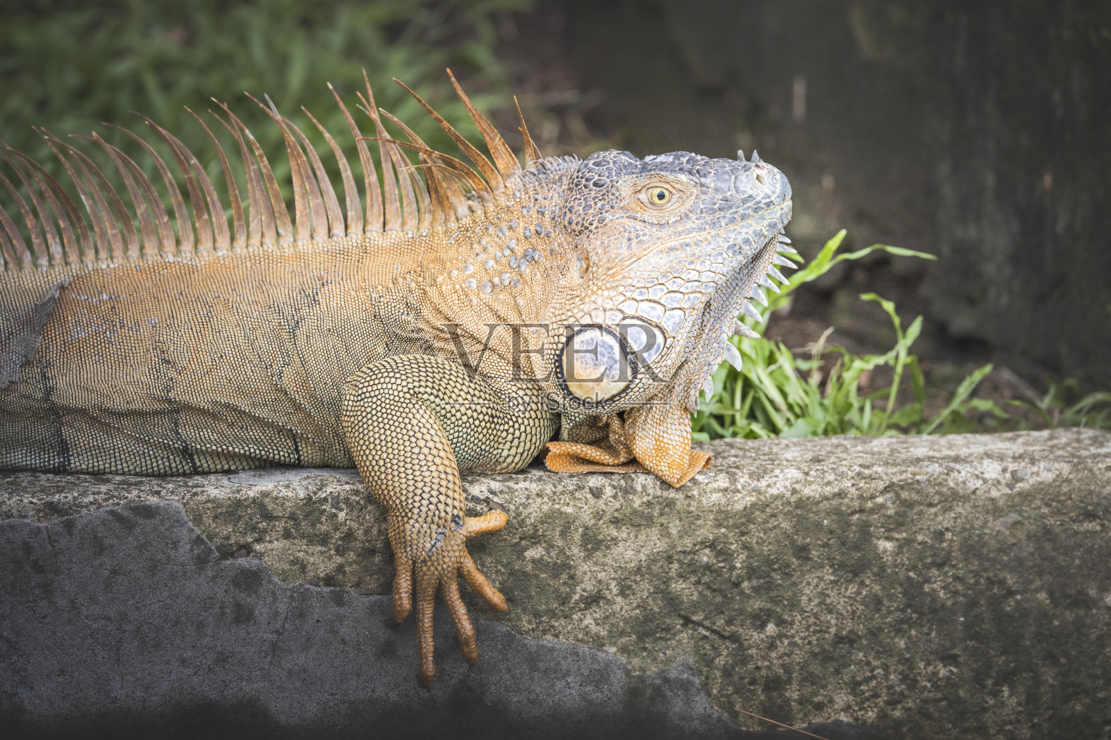 爬行动物鬣蜥在自然环境中自由活动照片摄影图片