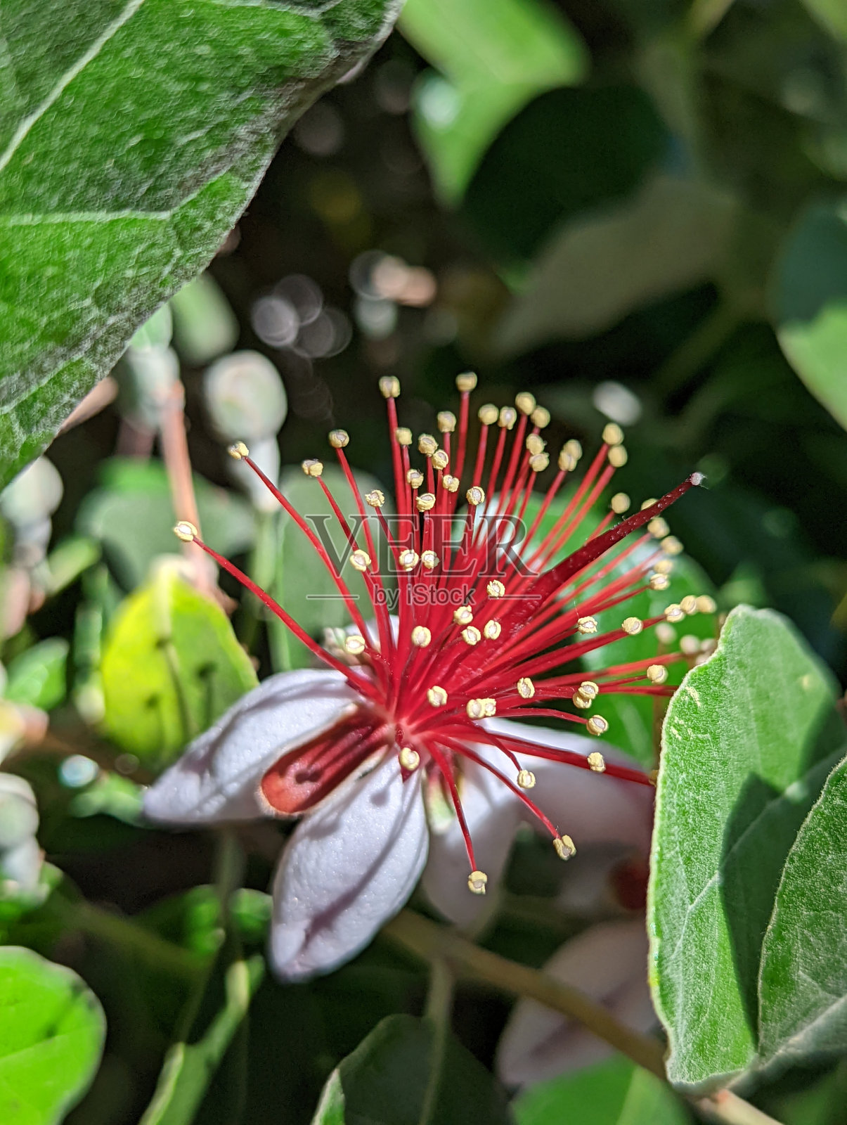 菠萝番石榴照片摄影图片