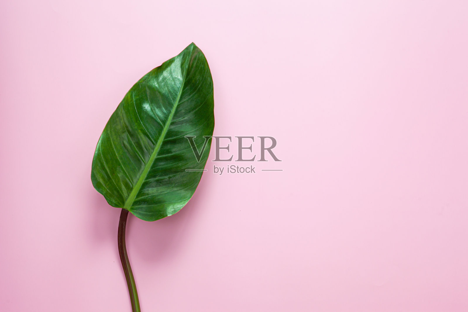 自然的绿色叶片上粉彩的背景。照片摄影图片