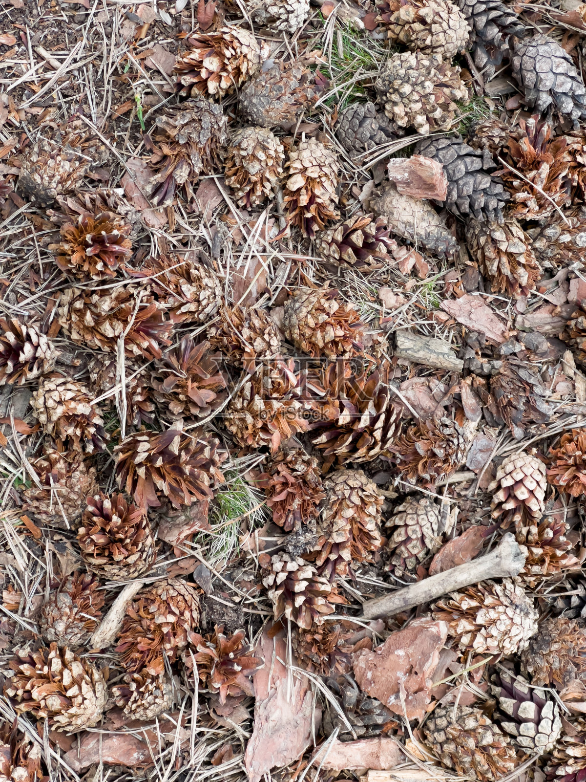 松果躺在森林里一棵松树下的地上照片摄影图片