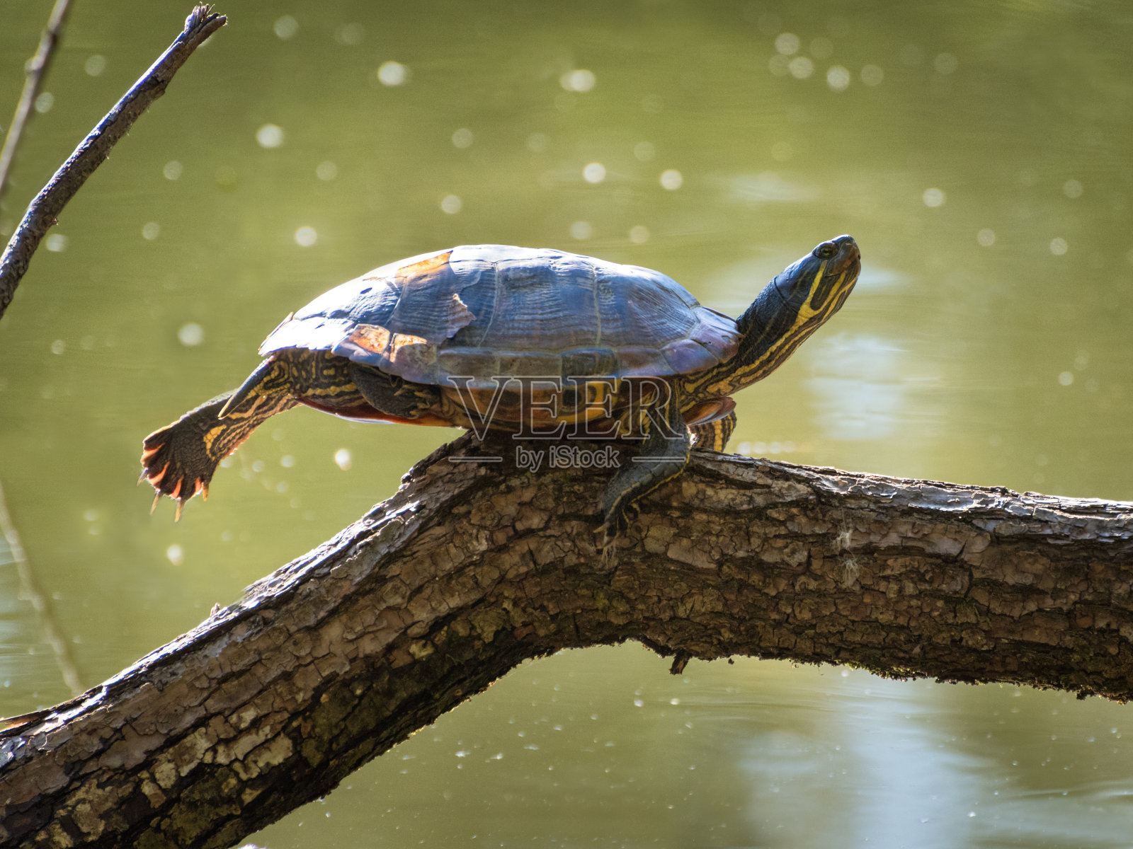 麻风龟的种类(Mauremys麻风龟),从水里出来,在树干上晒太阳。照片摄影图片