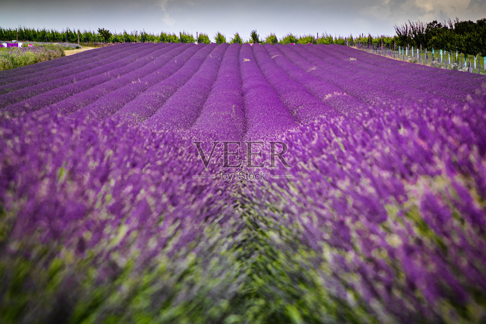 Levander领域照片摄影图片