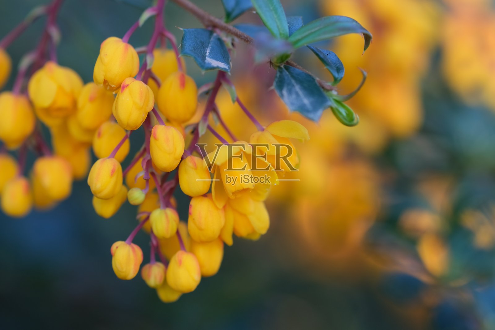 黄花鼠尾草宏近,选择性聚焦。在绿叶中间有黄花的小檗枝条的特写照片摄影图片