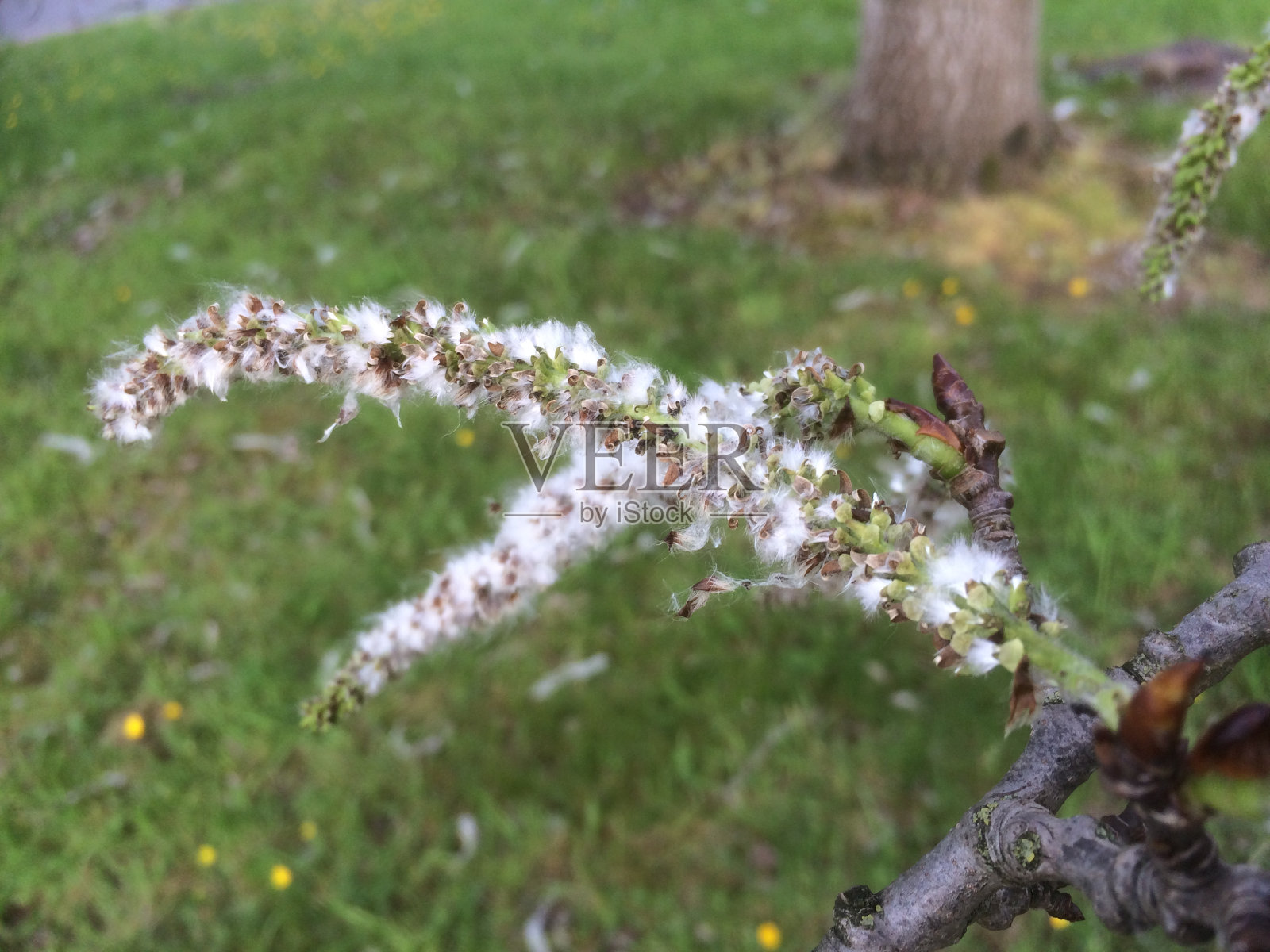 白杨(杨树)-柳絮/种子照片摄影图片