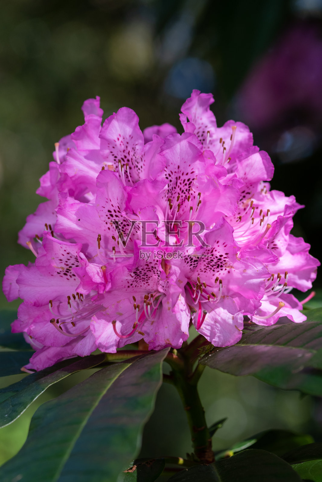 粉红色的杜鹃花的花照片摄影图片
