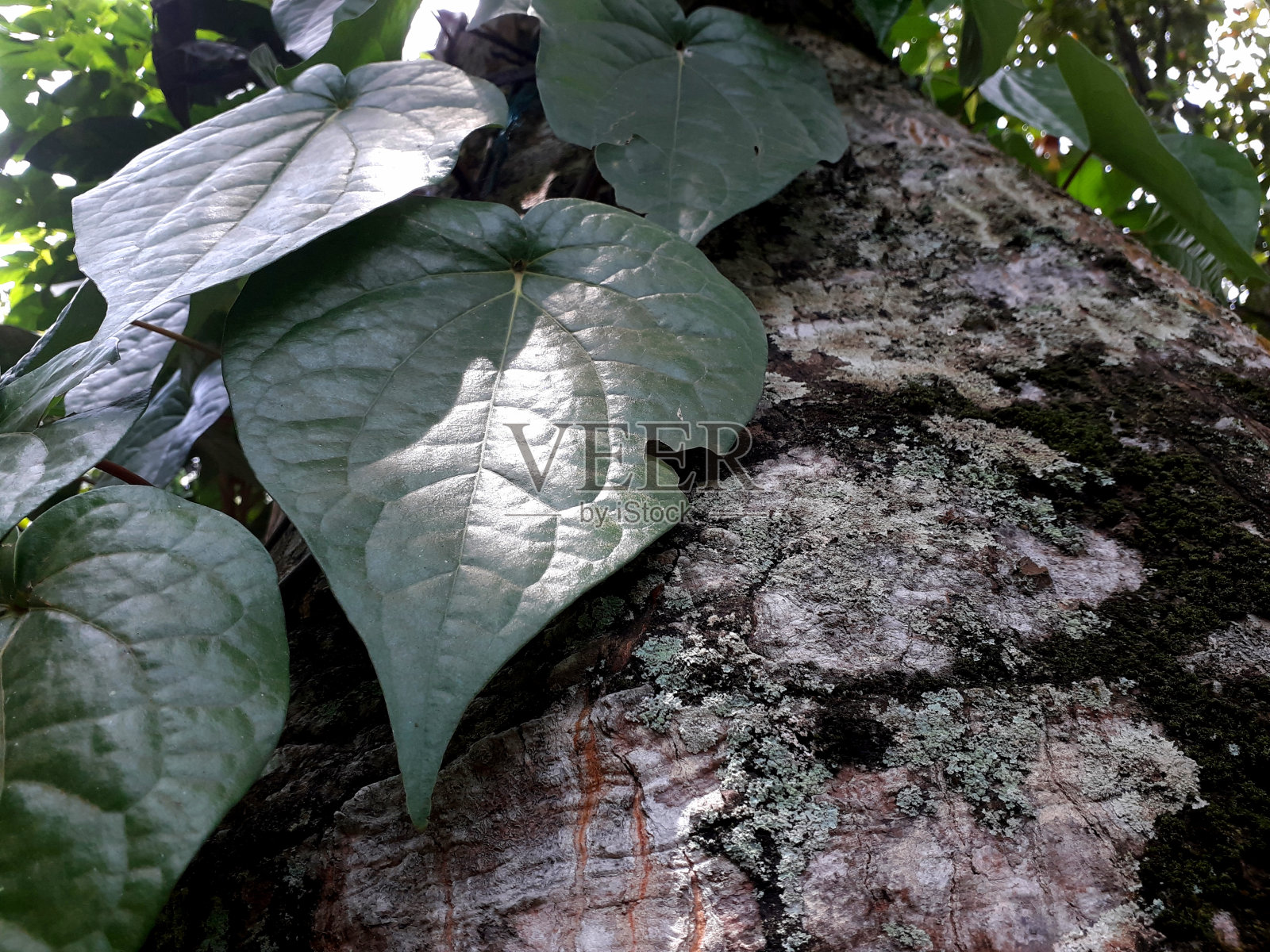 长在植物茎上的胡椒槟榔叶照片摄影图片