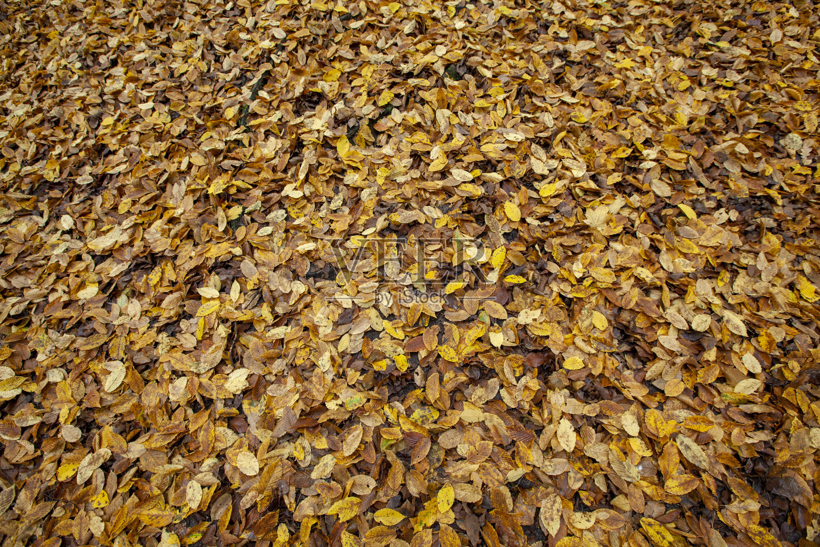 秋天的落叶在多云的天气里落叶照片摄影图片