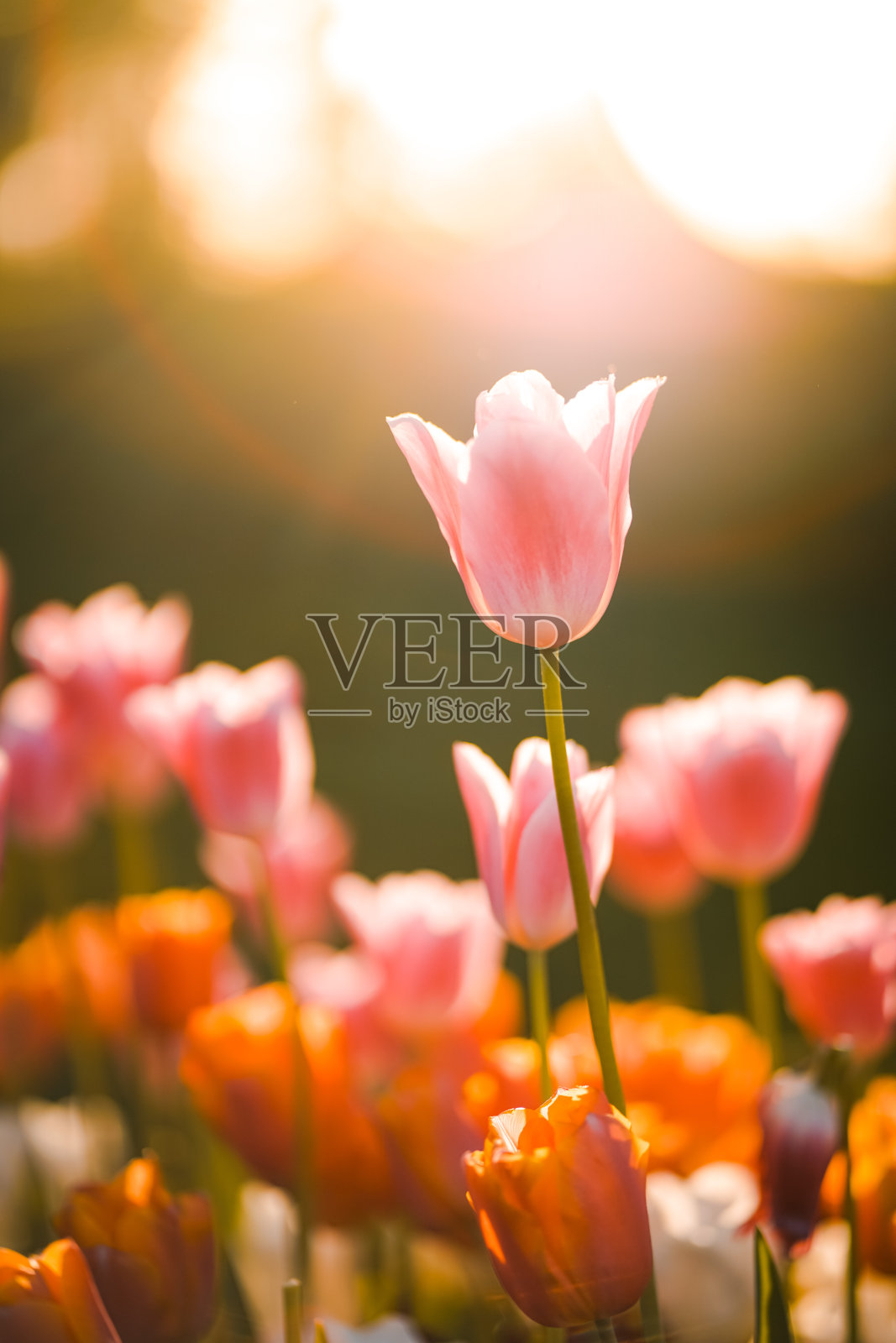 郁金香在土耳其照片摄影图片