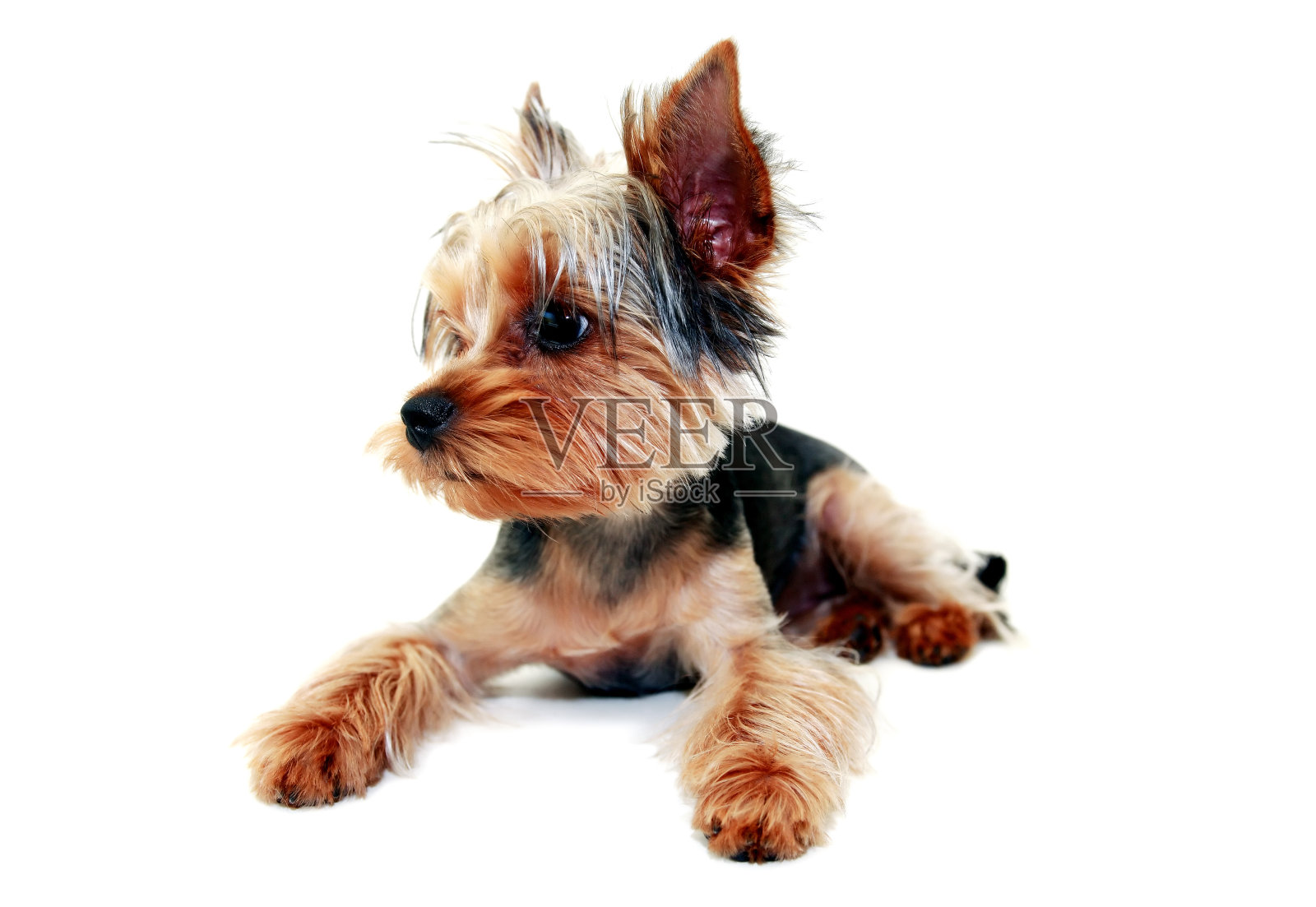 白色的有趣的小狗照片摄影图片