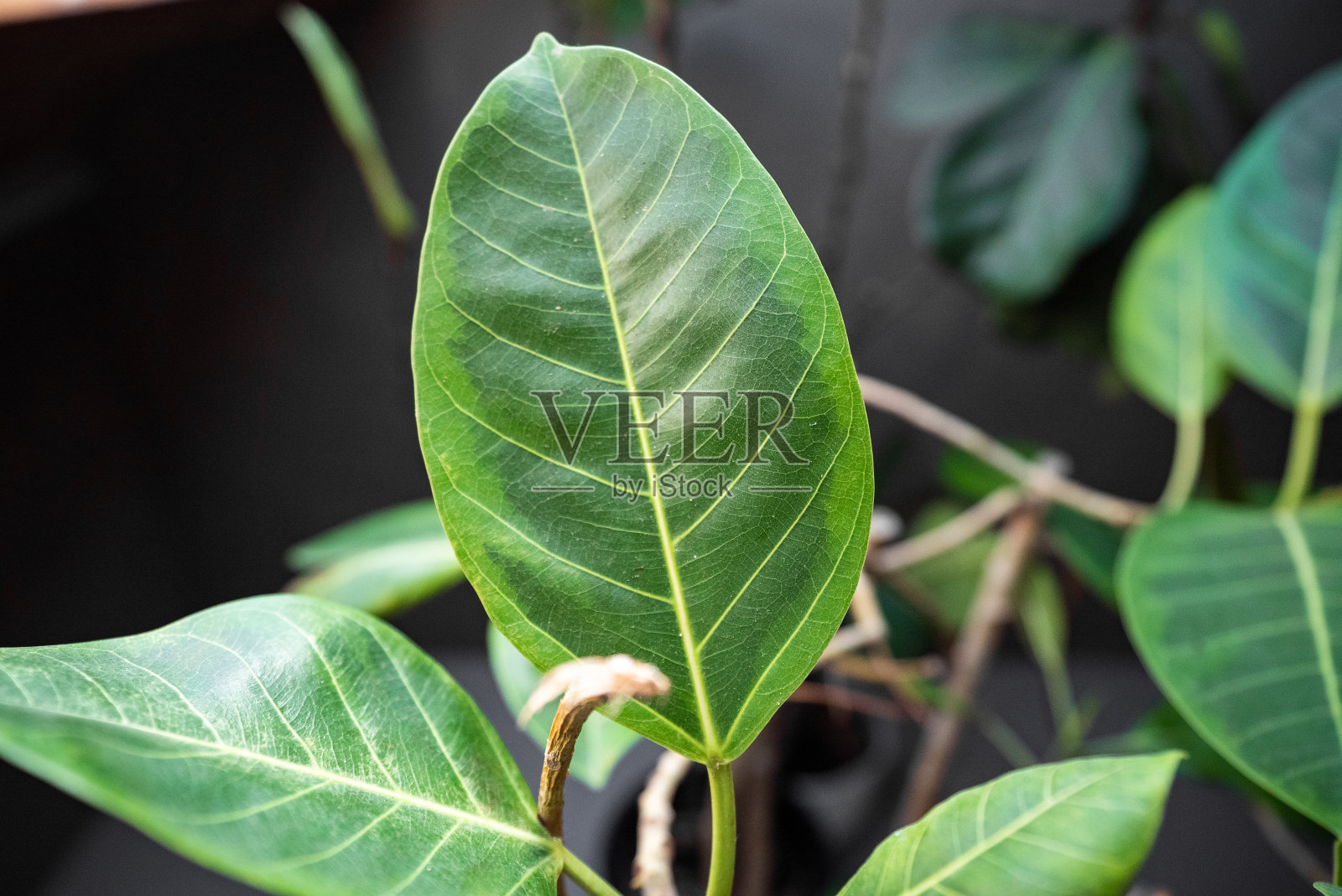 站立的叶子的特写照片摄影图片