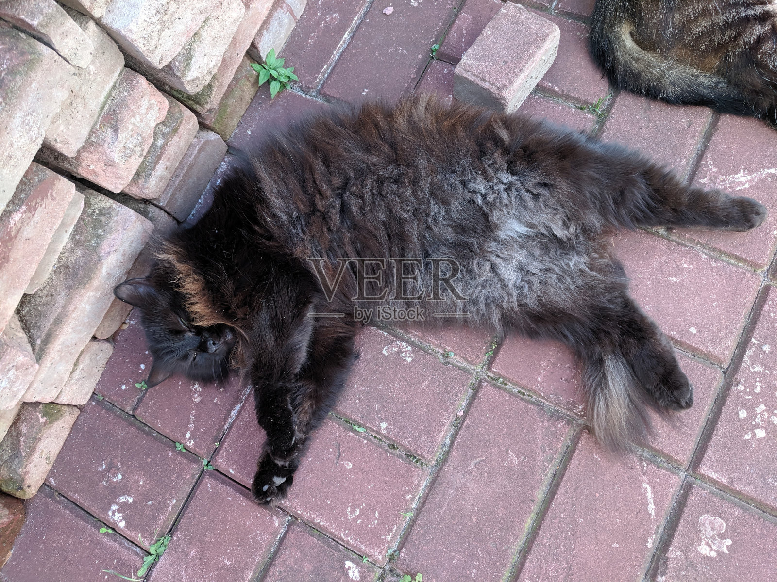 猫照片摄影图片