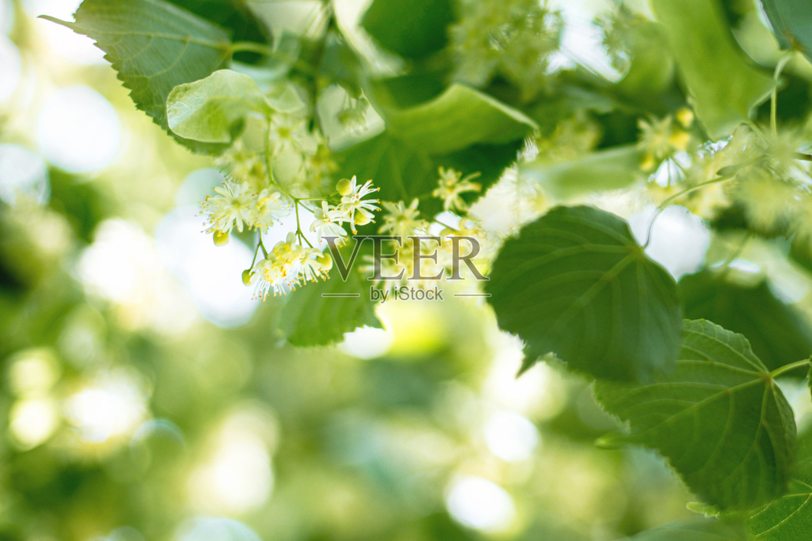 春天的背景与近距离的菩提树花照片摄影图片
