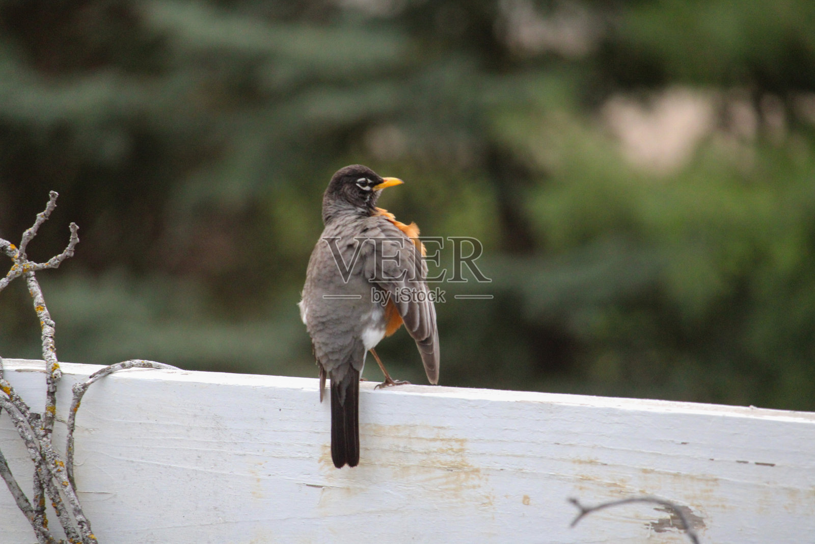 小罗宾照片摄影图片