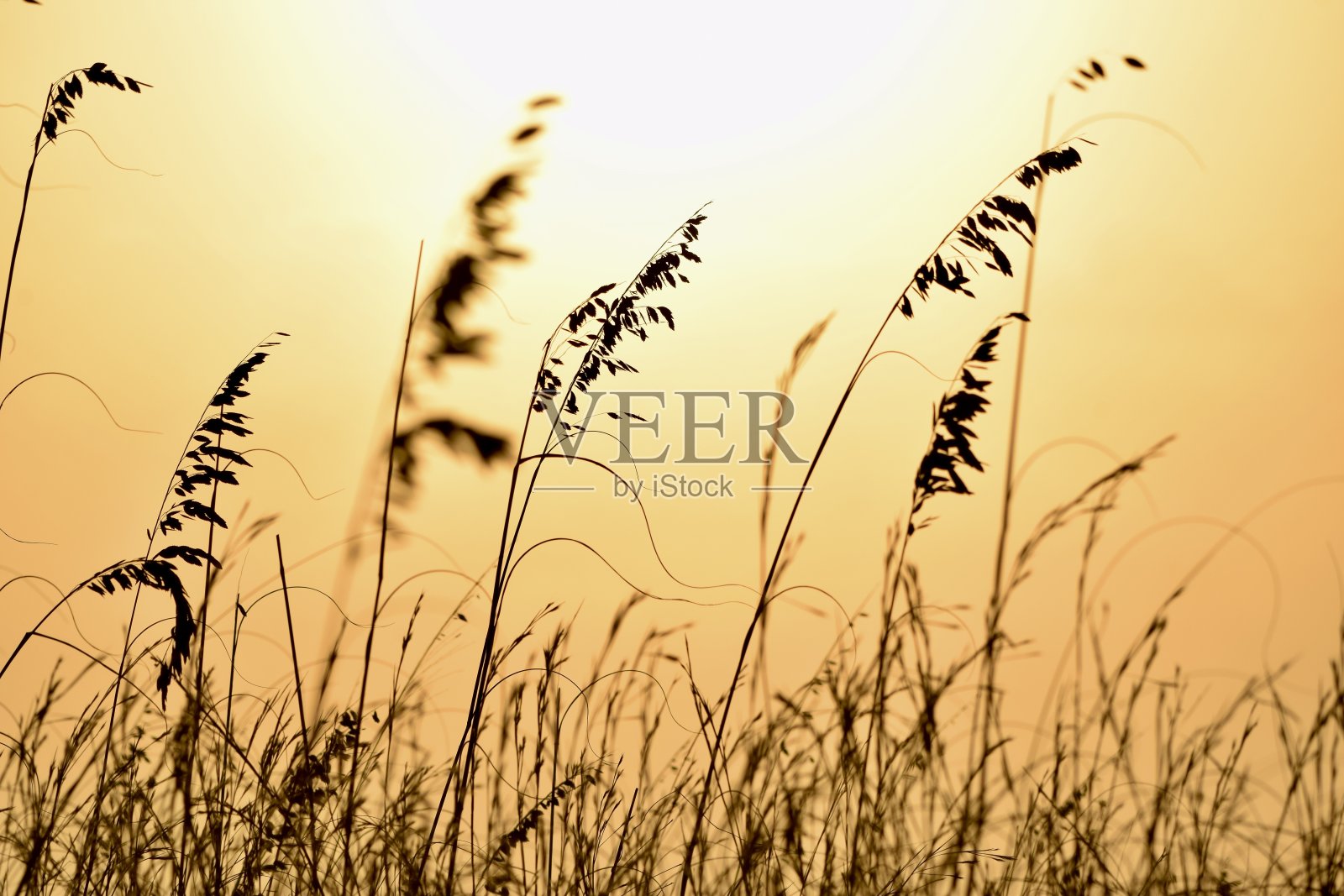 海滩/ ocean Beach日落大道照片摄影图片