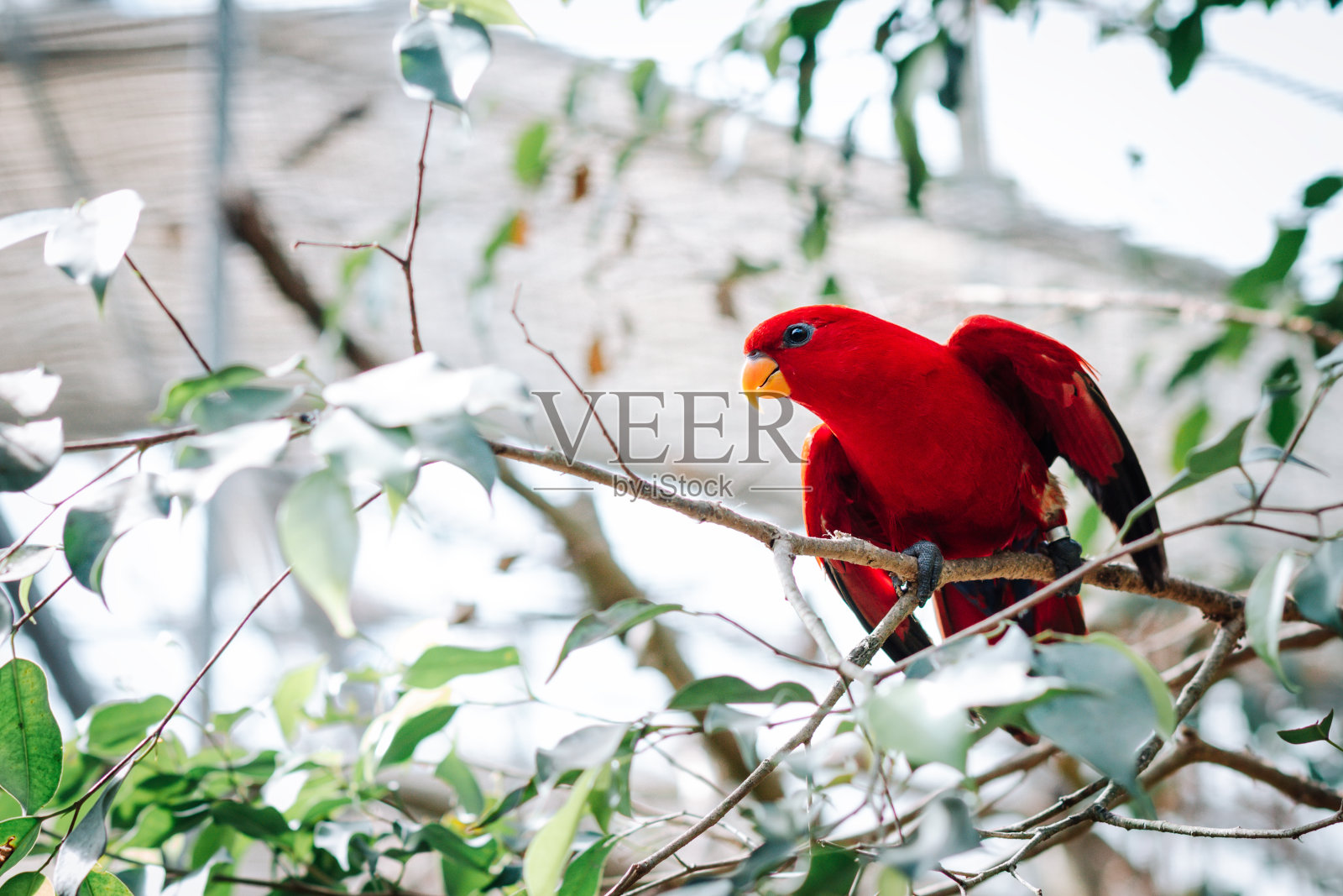红色鹦鹉肖像特写树上照片摄影图片