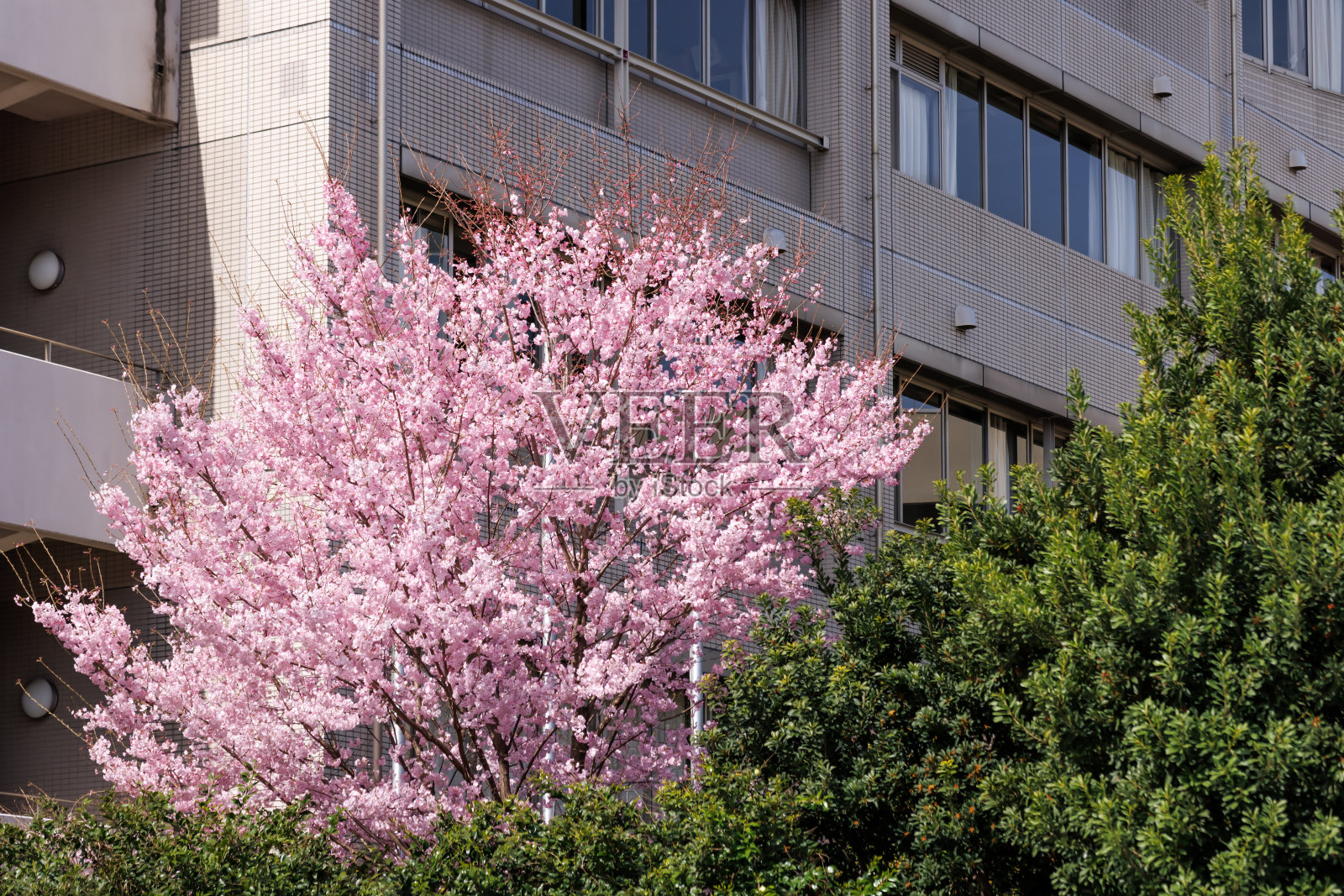 樱花在城市里盛开照片摄影图片